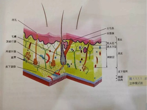 激光脫毛還可以讓皮膚變白?
