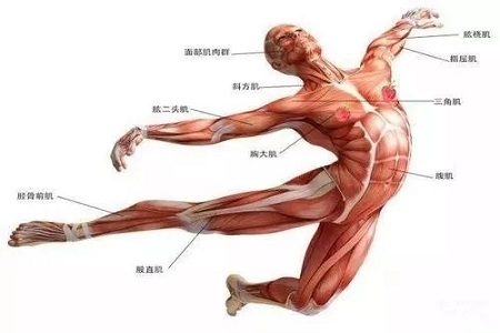 聽(tīng)說(shuō)很多不敢露胳膊的女生,胳膊上都有這個(gè)bug