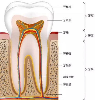 做牙齒矯正 ,真的要趁早!