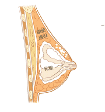 腿再瘦一點(diǎn)?腰再細(xì)一點(diǎn)?胸再大一點(diǎn)?自體脂肪填充,一步到位!