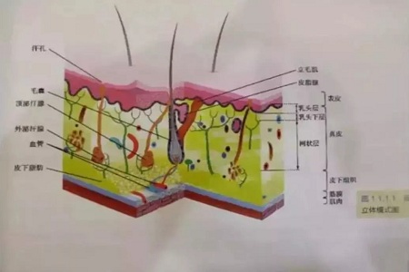 這是夏天變美較簡單的方法!-脫毛